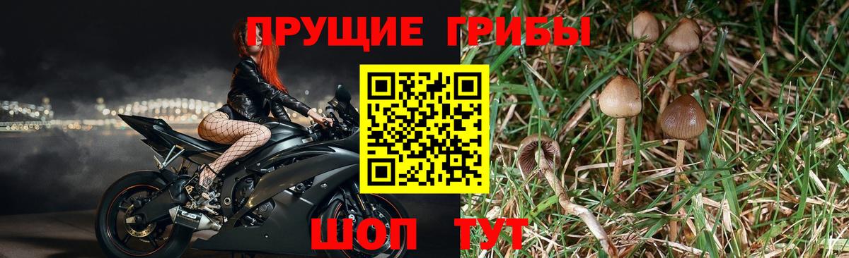 Можайск  Галлюциногенные грибы прущие грибы  Вход с VPN 